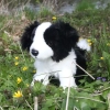 Rappa - Pluszowa realistyczna maskotka Pies Border Collie siedzący 30 cm Eco-Friendly