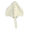 Eco Nation - Pluszowa maskotka / przytulanka Płaszczka 30 cm Eco-Friendly